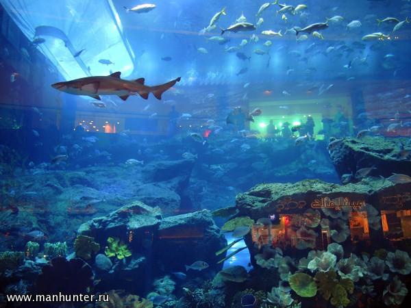 Океанариум в Dubai Mall