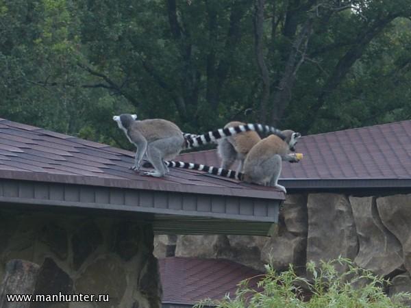 Лемуры ката
