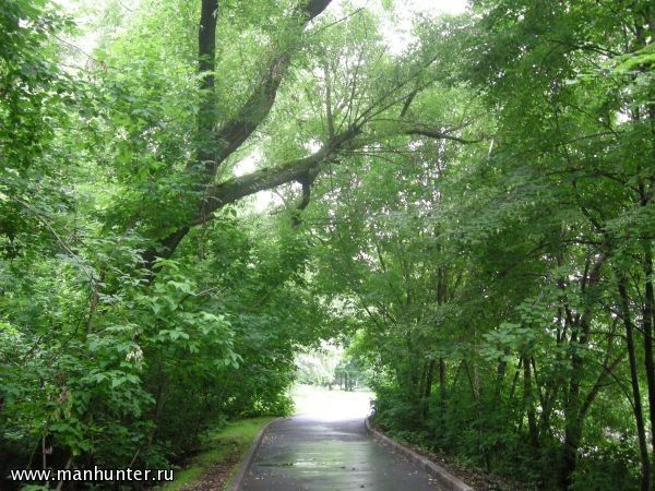 Аллея на Воробьевых горах