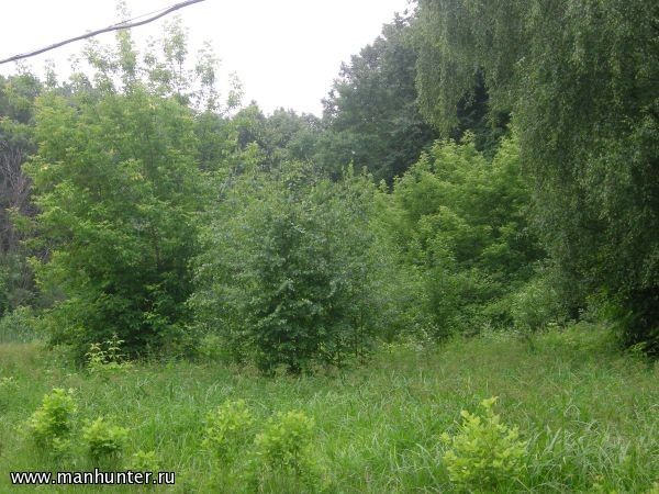 Воробьевы горы