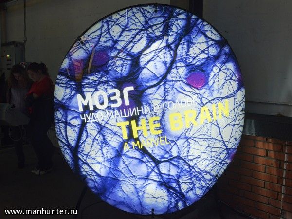 Экспозиция "Мозг"