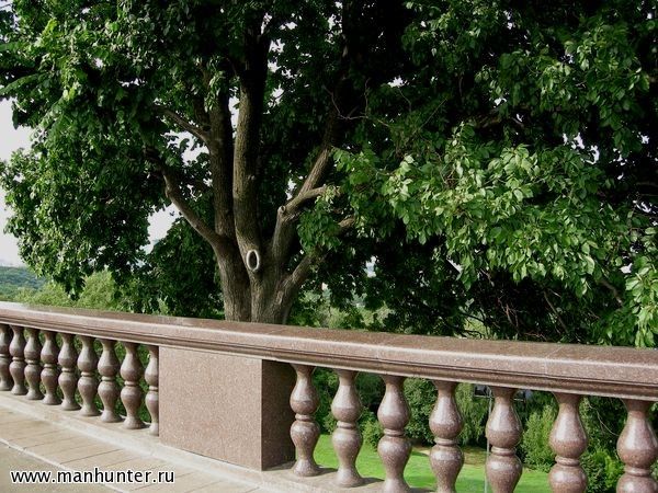 Дерево на смотровой площадке
